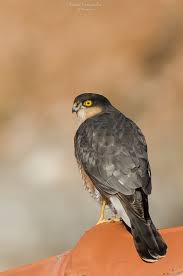 Attēlu rezultāti vaicājumam “Accipiter nisus male”
