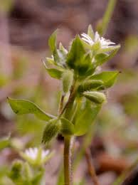 Attēlu rezultāti vaicājumam “Stellaria crassifolia”