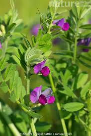 Attēlu rezultāti vaicājumam “Vicia sativa flower”