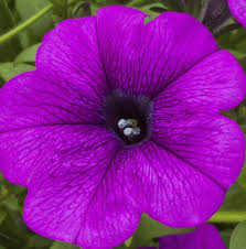 Image result for Petunia hybrida
