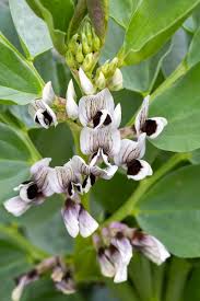 Attēlu rezultāti vaicājumam “Vicia faba flower”