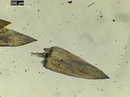 Attēlu rezultāti vaicājumam “Calliergonella cuspidata sporophyte”