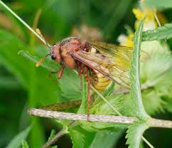 Attēlu rezultāti vaicājumam “Cimbex luteus”