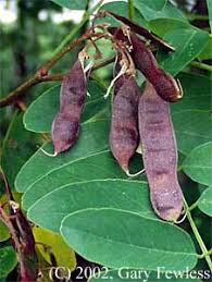 Attēlu rezultāti vaicājumam “Robinia pseudoacacia fruit”