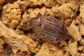 Attēlu rezultāti vaicājumam “Byrrhidae”