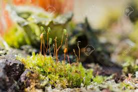 Attēlu rezultāti vaicājumam “Pohlia nutans”