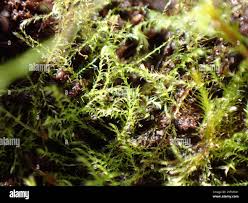 Attēlu rezultāti vaicājumam “Platydictya jungermannioides”