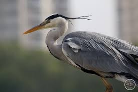 Attēlu rezultāti vaicājumam “Ardea cinerea”