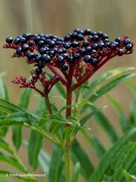 Attēlu rezultāti vaicājumam “Sambucus”