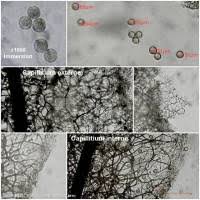 Attēlu rezultāti vaicājumam “Stemonitis marjana”