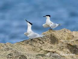 Attēlu rezultāti vaicājumam “Sterna sandvicensis adult”