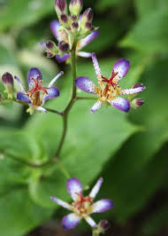 Attēlu rezultāti vaicājumam “Carex lasiocarpa female flower”