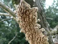 Attēlu rezultāti vaicājumam “Radulomyces confluens”