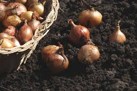 Image result for Zwiebeln
