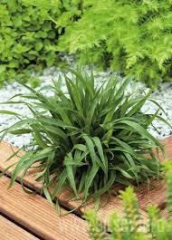 Attēlu rezultāti vaicājumam “Luzula pilosa”