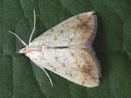 Attēlu rezultāti vaicājumam “Evergestis extimalis”