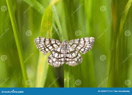 Attēlu rezultāti vaicājumam “Chiasmia clathrata”