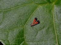 Attēlu rezultāti vaicājumam “Gelechia jakovlevi”