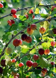 Attēlu rezultāti vaicājumam “Ribes uva-crispa”