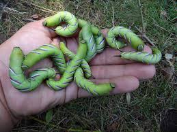 Attēlu rezultāti vaicājumam “Sphinx ligustri larva”