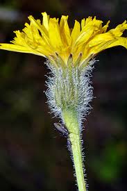 Attēlu rezultāti vaicājumam “Leontodon hispidus flower”