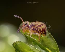 Attēlu rezultāti vaicājumam “Ptenothrix sp.”