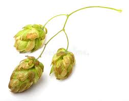 Attēlu rezultāti vaicājumam “Humulus lupulus bud”