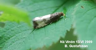 Attēlu rezultāti vaicājumam “Notocelia cynosbatella”