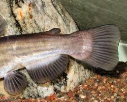 Image result for Ameiurus melas