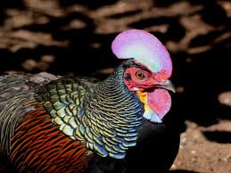 Attēlu rezultāti vaicājumam “Gallus male”