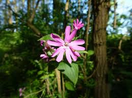 Attēlu rezultāti vaicājumam “Silene dioica flower”