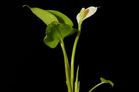 Attēlu rezultāti vaicājumam “Calla palustris leaf”