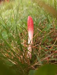 Attēlu rezultāti vaicājumam “Mutinus ravenelii”