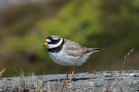 Attēlu rezultāti vaicājumam “Charadrius hiaticula”