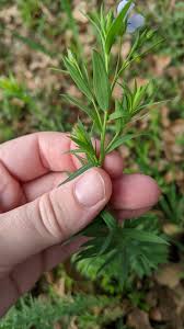 Attēlu rezultāti vaicājumam “Linum usitatissimum leaf”