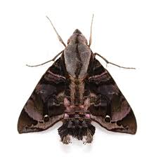 Attēlu rezultāti vaicājumam “Lycogala exiguum aggr. sessile”