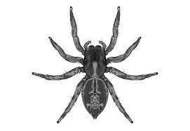 Attēlu rezultāti vaicājumam “Arachnida”