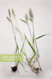 Attēlu rezultāti vaicājumam “Poa compressa”