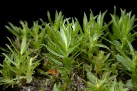 Attēlu rezultāti vaicājumam “Atrichum flavisetum”