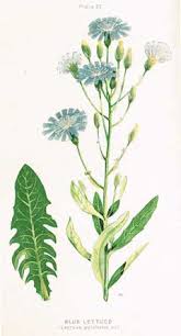 Attēlu rezultāti vaicājumam “Lactuca tatarica bud”