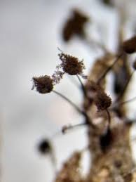 Attēlu rezultāti vaicājumam “Comatricha alta macro”