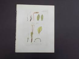 Attēlu rezultāti vaicājumam “Mnium stellare”