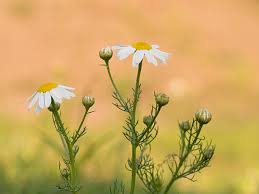 Attēlu rezultāti vaicājumam “Tripleurospermum inodorum”