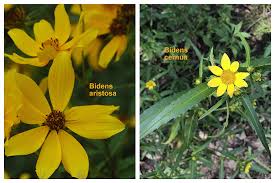 Attēlu rezultāti vaicājumam “Bidens cernua flower”