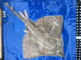 Image result for Dipturus batis