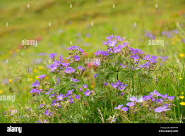 Attēlu rezultāti vaicājumam “Geranium sylvaticum bud”
