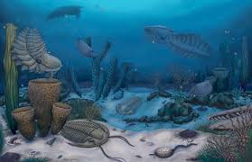 Attēlu rezultāti vaicājumam “Diderma radiatum macro”