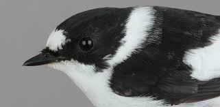 Image result for Ficedula albicollis