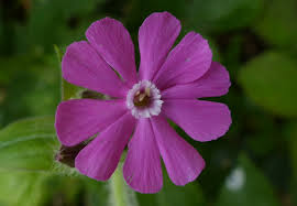 Attēlu rezultāti vaicājumam “Silene dioica”