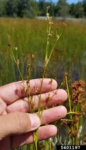 Attēlu rezultāti vaicājumam “Juncus alpinoarticulatus”